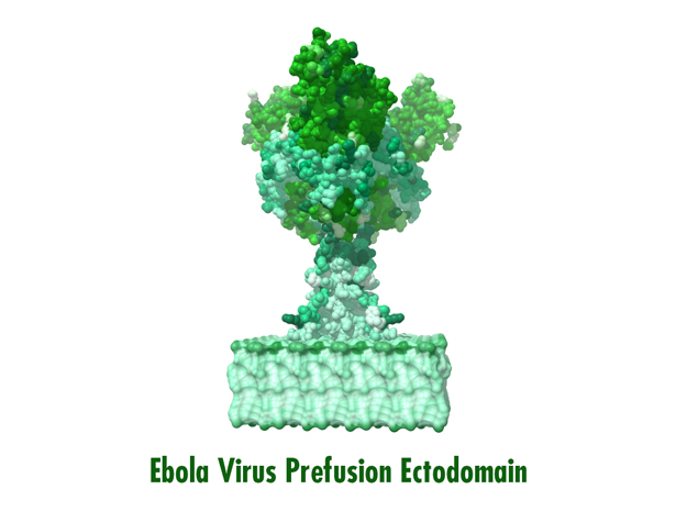 Biologic Models, Molecular Visualization, Medical Animation, Ebola Virus, Ebola, Prefusion ectodomain, Casey Steffen, Biologic Models, Biologic Discovery, Protein model
