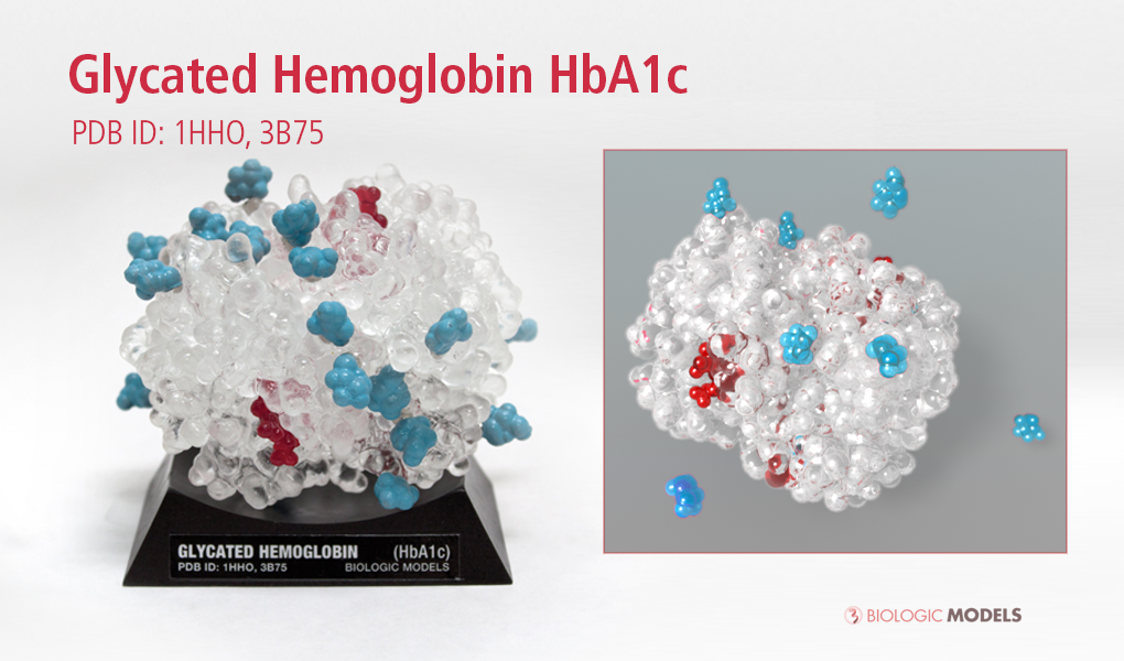 Glycated Hemoglobin, HbA1c, Biologic Models