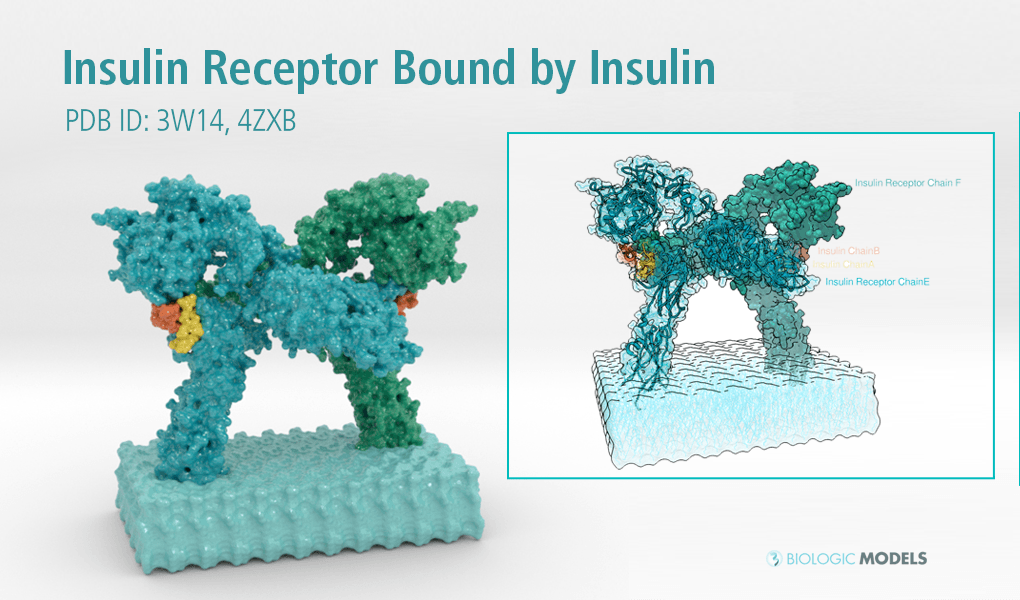 Insulin Receptor, 3W14, 4ZXB