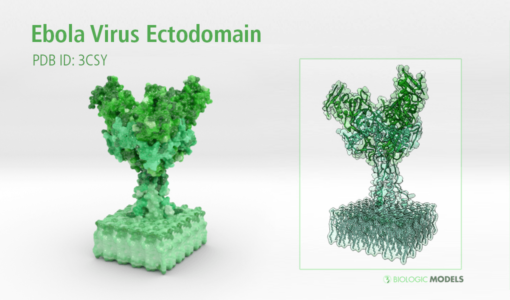Ebola Virus, Ectodomain, Biologic Models