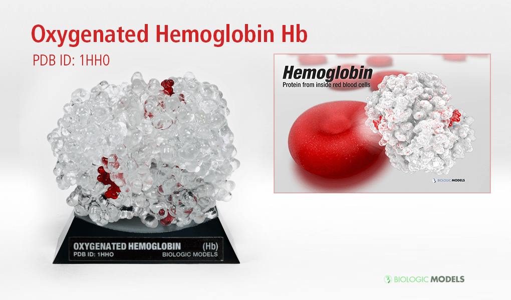 Hemoglobin, Hb, 1HHO, Biologic Models