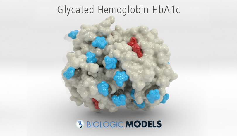 Glycated Hemoglobin, HbA1c, Biologic Models,