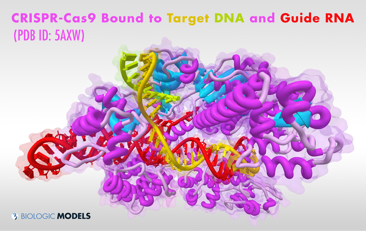 CRISPR, Cas9, Biologic Models,
