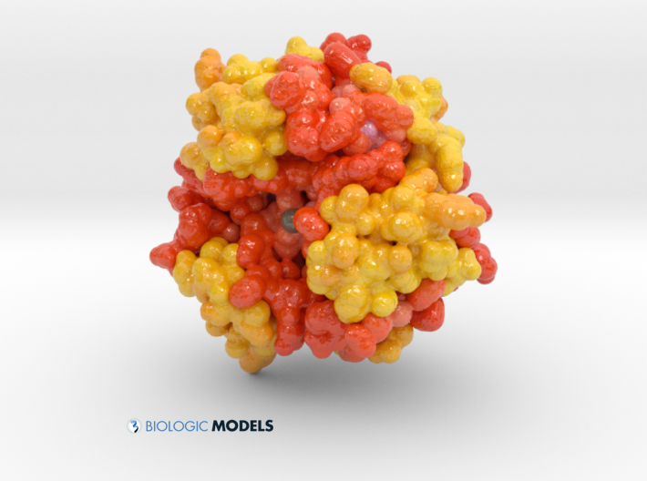 Novolog, Insulin, Biologic Models,