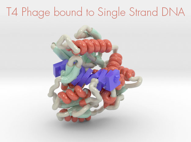 T4 Phage bound to single stranded DNA