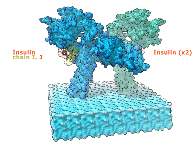 Insulin Receptor bound by Insulin