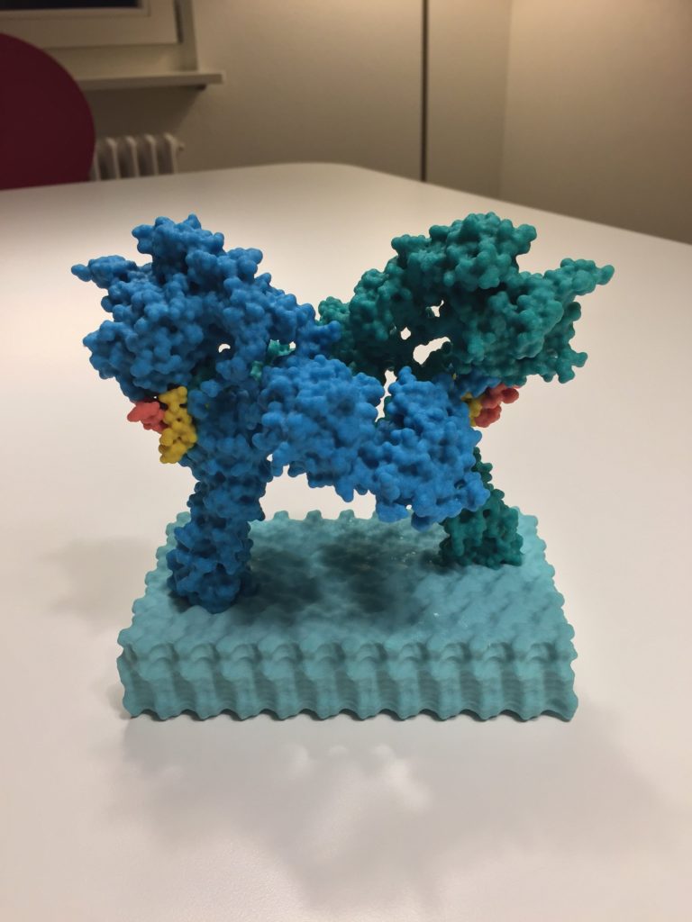 Insulin Receptor, Biologic Models, Diabetes