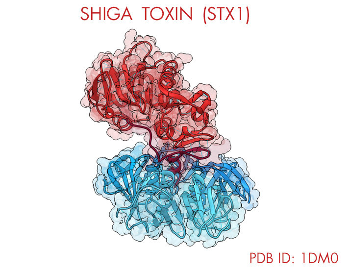 Shiga Toxin, Molecular Templates, MT-3724