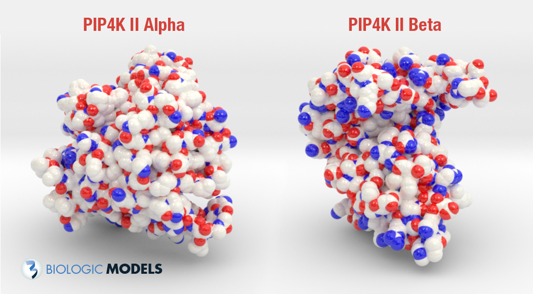 PIP4K, Cornell, Lewis Cantley, Biologic Models