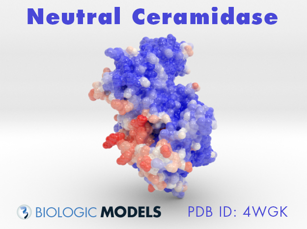 Neutral Ceramidase, Biologic Models, 4WGK