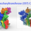 Oligosaccharyltransferase Complex, OST, Biologic Models