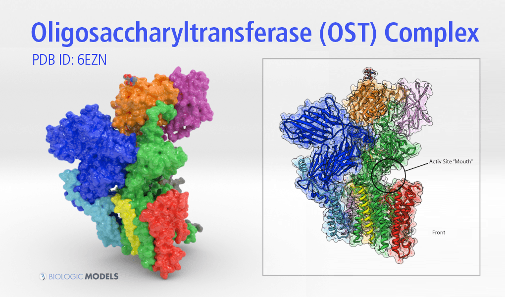 Oligosaccharyltransferase Complex, OST, Biologic Models