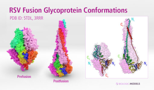 RSV, Fusion, Glycoprotein, 3rrr, 5tdl, Biologic Models