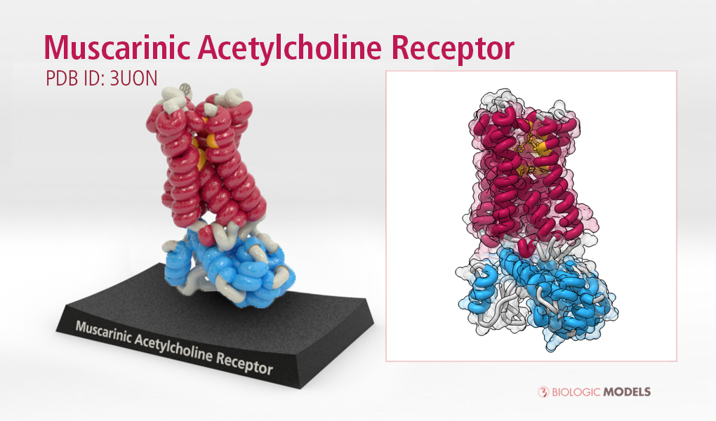 Muscarinic Acetylcholine Receptor, 3UON, Biologic Models