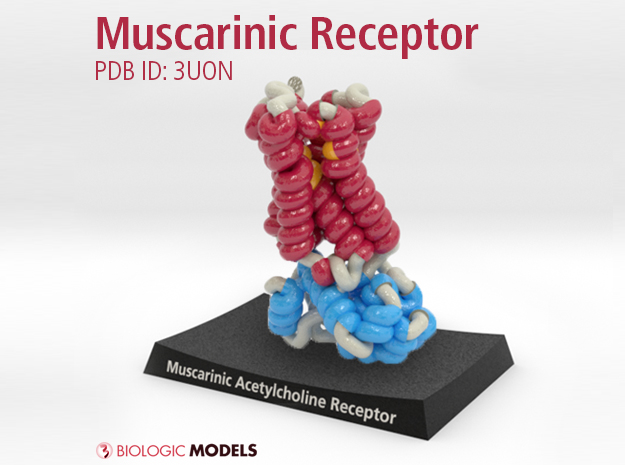 Muscarinic Acetylcholine Receptor, 3UON