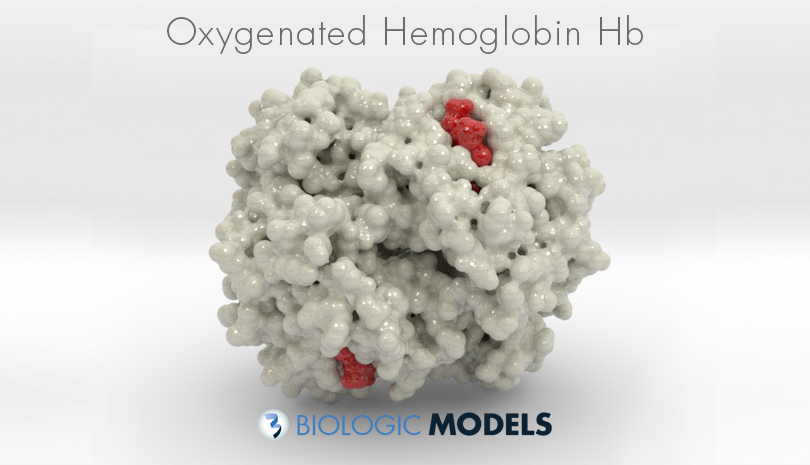 Hemoglobin, Hb, Biologic Models, 1HHO