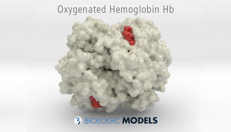 Hemoglobin, Hb, Biologic Models, 1HHO