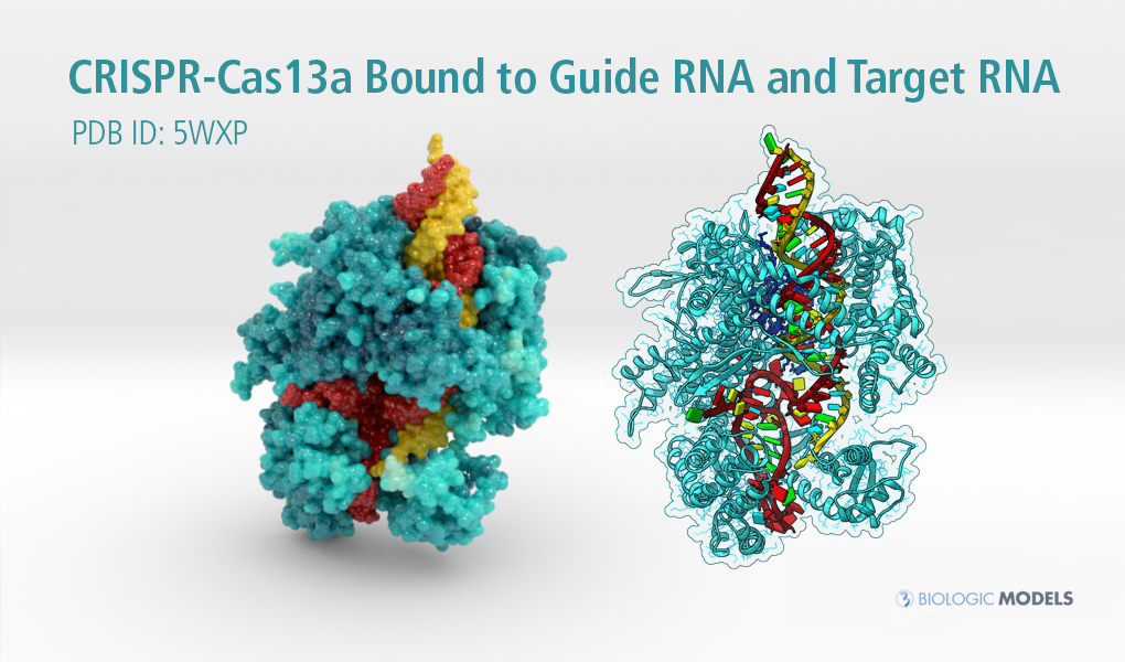 CRISPR. Cas13a, Biologic Models