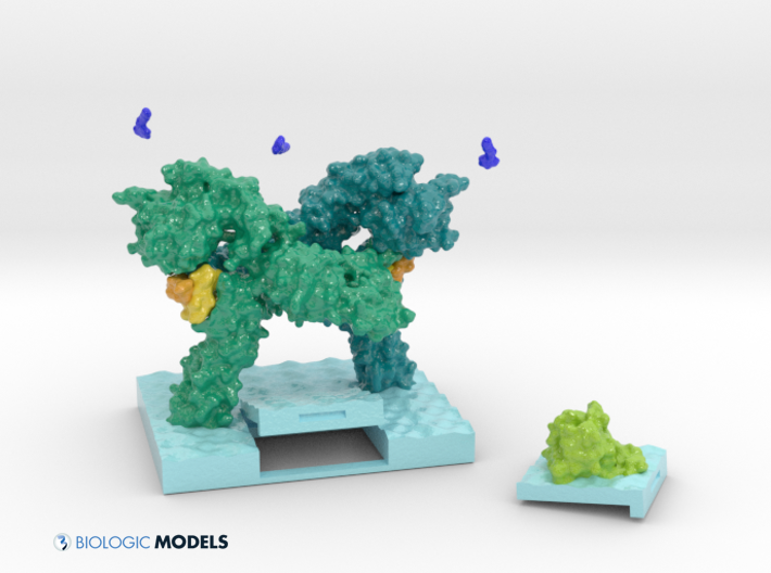 insulin receptor kit, mechanism of action insulin, diabetes, 3D printed molecule, 3D printed protein