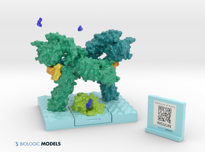 insulin receptor kit, mechanism of action insulin, diabetes, 3D printed molecule, 3D printed protein
