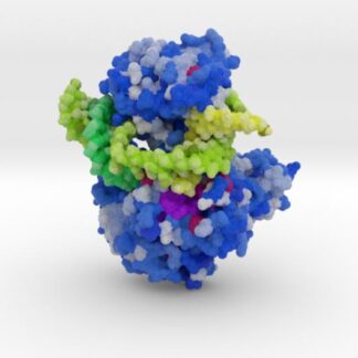 Mus81-Eme1-3'flap DNA Complex 3d printed