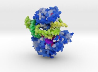Mus81-Eme1-3'flap DNA Complex 3d printed