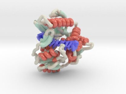Phage T4 Helicase bound to Single Stranded DNA 3d printed