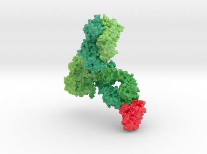 Monoclonal IgG4 Antibody bound to PD-1 5dk3 5ggr 3d printed