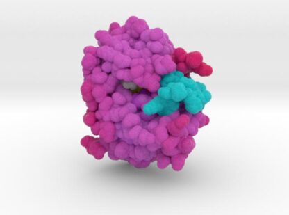 HER2 Tyrosine Kinase (Inactive) bound by TAK-285 3d printed