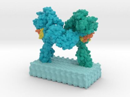 Insulin Receptor Complex 3d printed