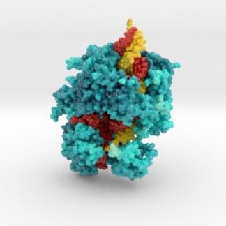 CRISPR-Cas13a in Complex with Guide and Target RNA 3d printed