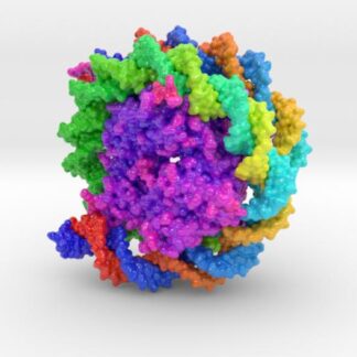 Nucleosome 3C1B 3d printed