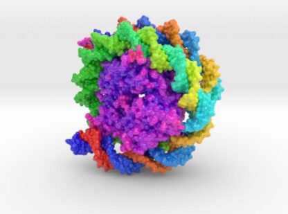 Nucleosome 3C1B 3d printed