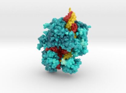 CRISPR-Cas13a in Complex with Guide and Target RNA 3d printed
