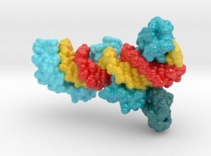 Zinc Fingers Wrapped Around DNA (Revised) 3d printed