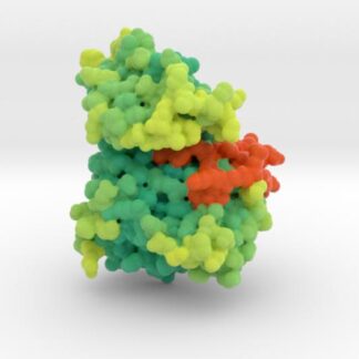 EGFR TK Mutant without Inhibitor (3W2O) 3d printed