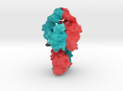 Topoisomerase II DNA Complex 4GFH 3d printed