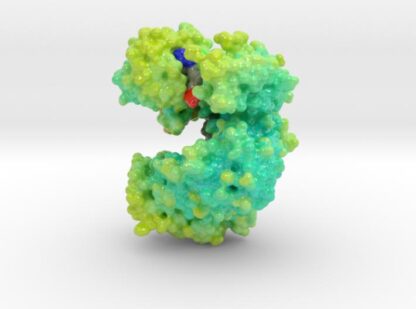 Argonaute Protein 3d printed