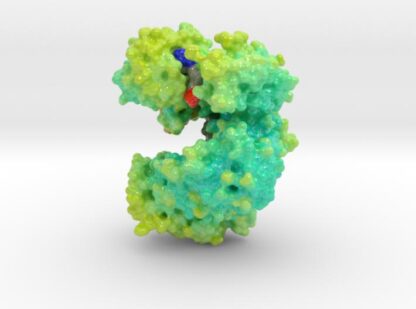 Argonaute Protein 3d printed