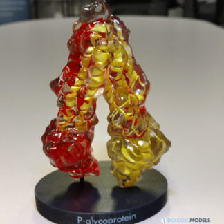 3D Print of P-Glycoprotein Photo