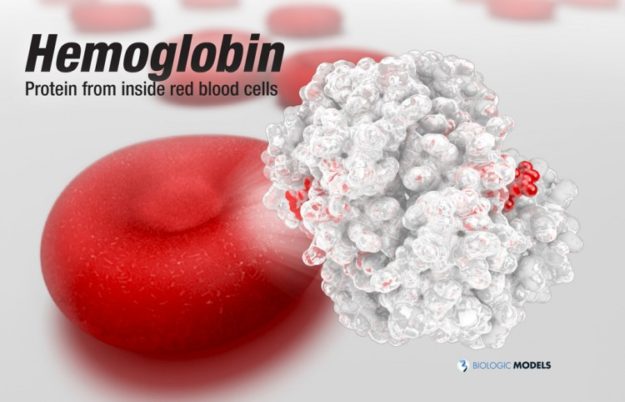 Oxygenated Hemoglobin Hb, Hemglobin, Hb, Haemoglobin, Casey Steffen, Biologic Models, Biologic Discovery, Protein model, molecule,